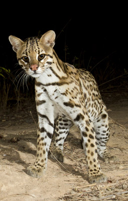 ocelot